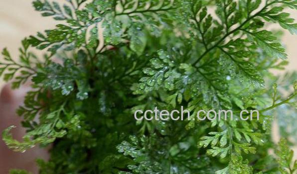 狼尾蕨如何养殖 狼尾蕨的养殖方法和注意事项-0