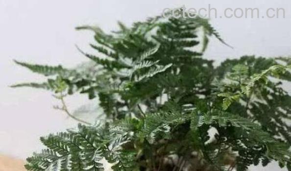 狼尾蕨如何养殖 狼尾蕨的养殖方法和注意事项-1