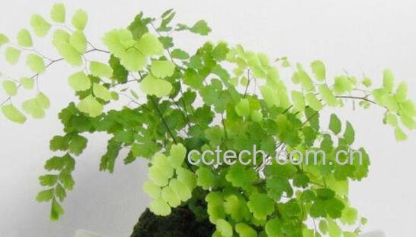 铁线蕨如何养殖 铁线蕨的养殖方法和注意事项-0