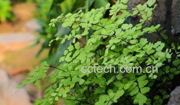 铁线蕨如何养殖 铁线蕨的养殖方法和注意事项-1