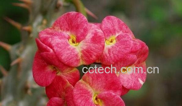 骨刺梅的养殖方法和注意事项-0