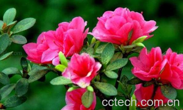 小叶杜鹃怎么养 小叶杜鹃花的养殖方法-1