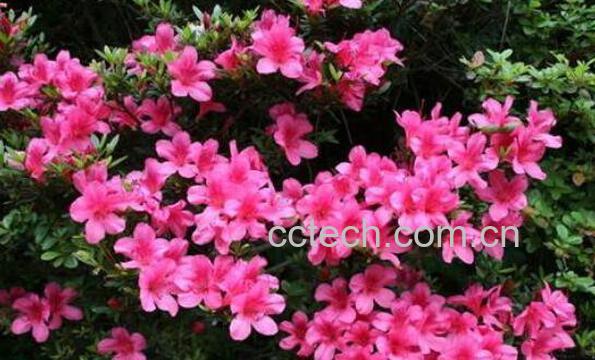 小叶杜鹃怎么养 小叶杜鹃花的养殖方法-0