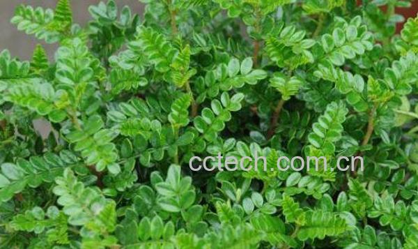 胡椒木如何养殖 胡椒木的养殖方法和注意事项-1