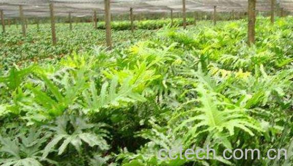 春羽如何养殖 春羽的养殖方法和注意事项-0