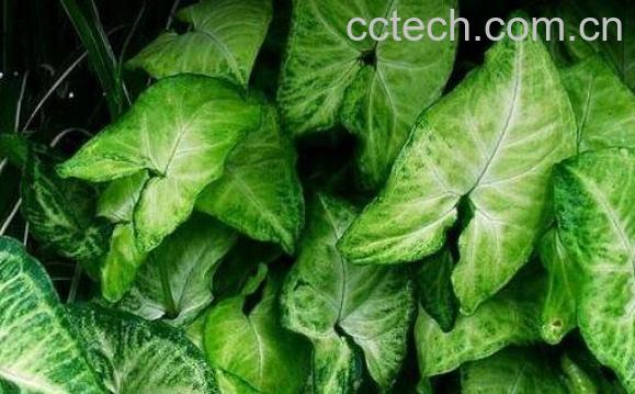 合果芋如何养殖 合果芋的养殖方法和注意事项-1