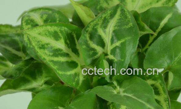 合果芋如何养殖 合果芋的养殖方法和注意事项-0