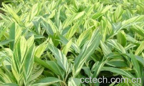 花叶良姜的功效与作用-0