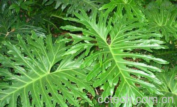 春羽如何养殖 春羽的养殖方法和注意事项-1