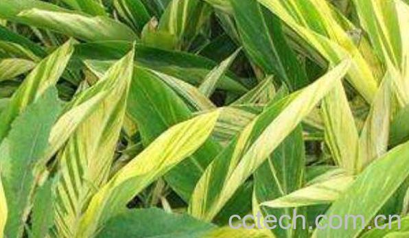 花叶良姜的功效与作用-1