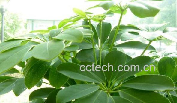 七叶莲与鸭脚木的区别 鸭脚木的功效-0