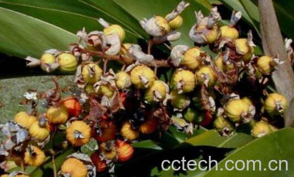 艳山姜的功效与作用 艳山姜有毒吗-1