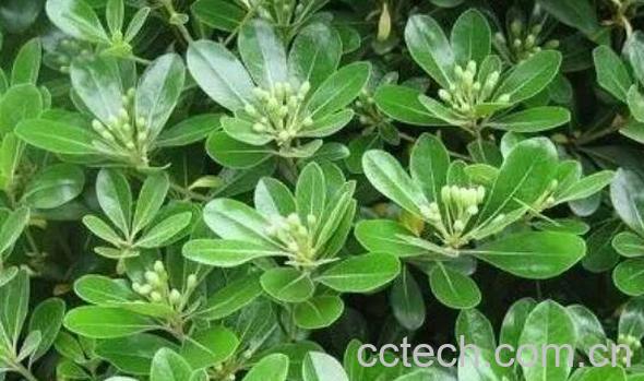 七叶莲与鸭脚木的区别 鸭脚木的功效-1