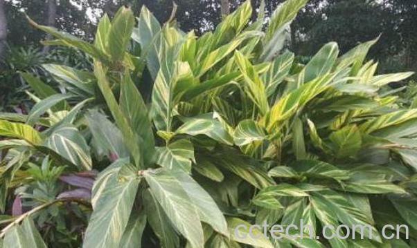 艳山姜与砂仁的区别-0