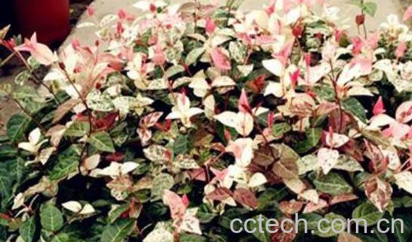 花叶络石怎么浇水 花叶络石扦插流程-0