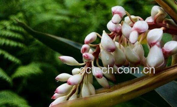 艳山姜与砂仁的区别-1