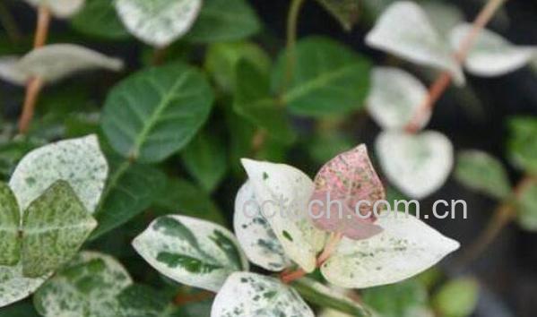 花叶络石怎么浇水 花叶络石扦插流程-1