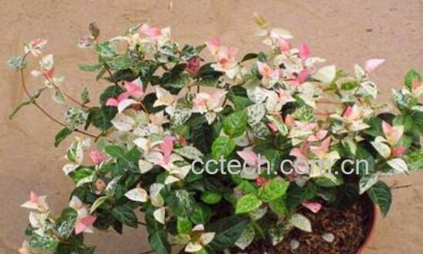 花叶络石怎么养 花叶络石的养殖方法-0