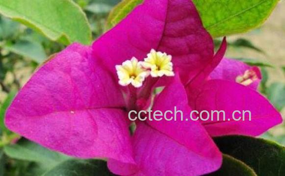 叶子花图片 叶子花怎么养-0