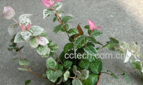 花叶络石怎么养 花叶络石的养殖方法-1