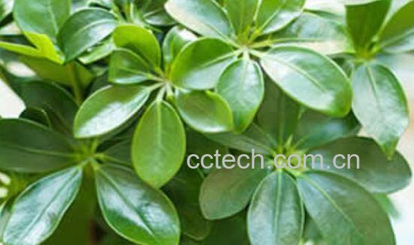 七叶莲的功效与作用及药用价值-0