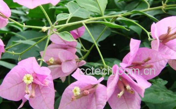 叶子花图片 叶子花怎么养-1