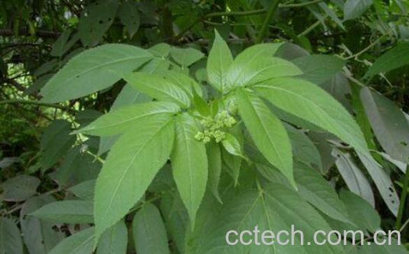 七叶莲的功效与作用及药用价值-1