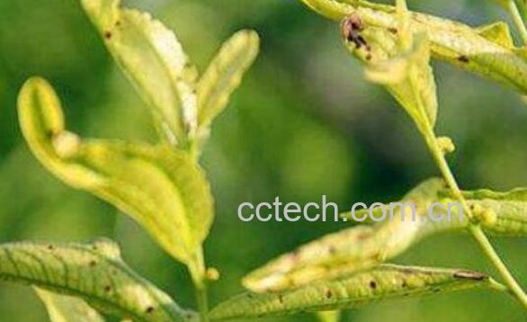 果树黄叶病如何治 果树黄叶病的防治方法-0
