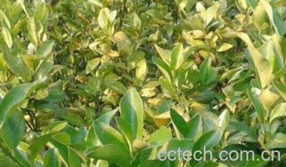 果树黄叶病如何治 果树黄叶病的防治方法-1