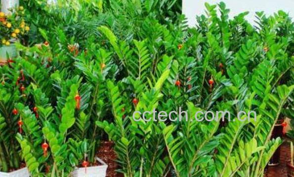 金钱树叶子发黄怎么办-0