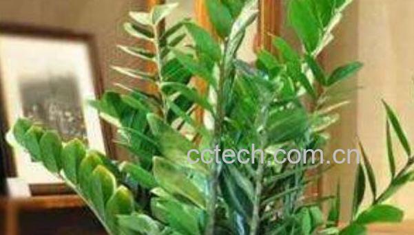 金钱树叶子发黄怎么办-1