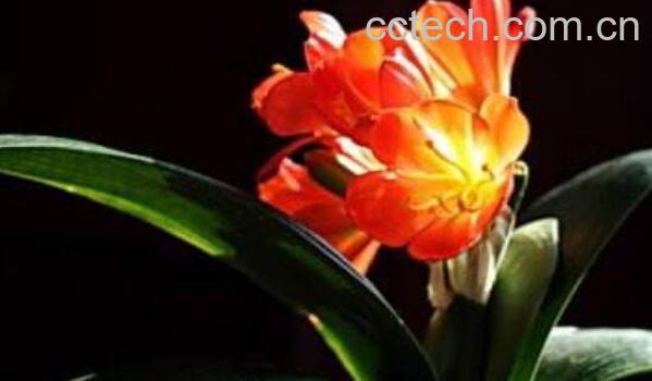 君子兰怎么繁殖 君子兰的繁殖方法技巧-0