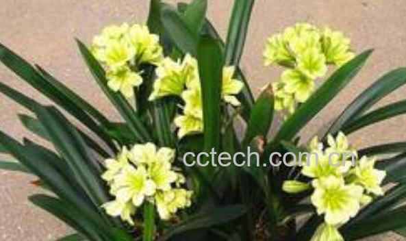 君子兰怎么繁殖 君子兰的繁殖方法技巧-1