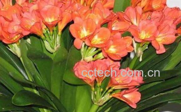 君子兰种子怎么种 君子兰种子种植方法技巧-0