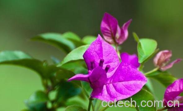 叶子花的功效与作用 叶子花的副作用-1