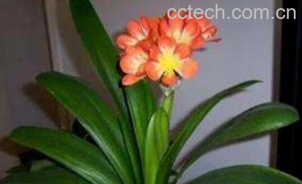 君子兰种子怎么种 君子兰种子种植方法技巧-1