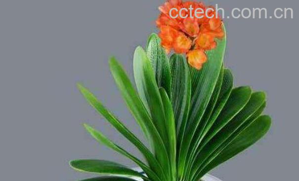 君子兰怎么浇水 君子兰换盆注意事项-0