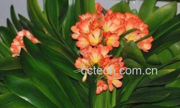 君子兰用什么土最好 君子兰换土注意事项-1