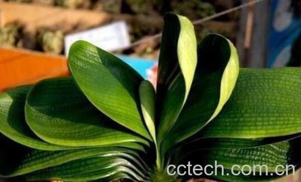 君子兰怎么浇水 君子兰换盆注意事项-1