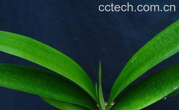 君子兰夏天怎么浇水 君子兰夏天怎么养-0