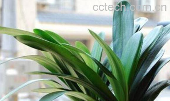 君子兰夏天怎么浇水 君子兰夏天怎么养-1