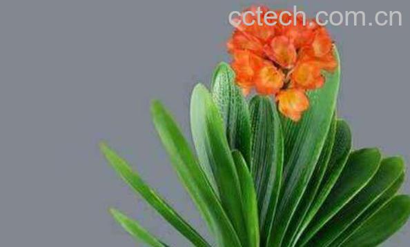 君子兰如何养殖 君子兰养殖方法-1