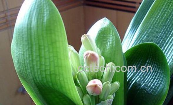 君子兰叶子发黄是什么原因 君子兰叶子烂了怎么办-1