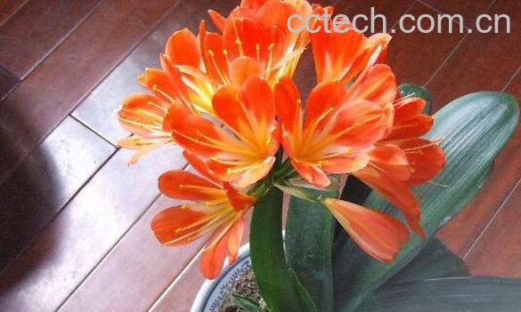 君子兰叶子发黄是什么原因 君子兰叶子烂了怎么办-0