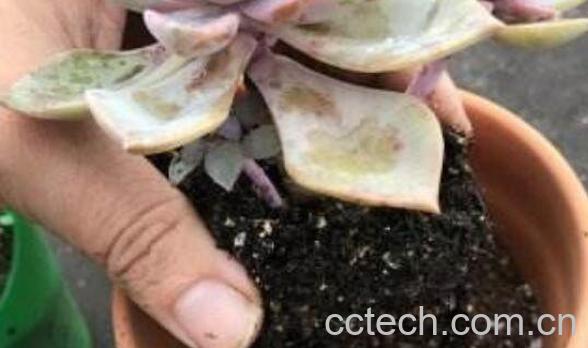  花盆里有小飞虫怎么办 快速除花土小飞虫方法-1