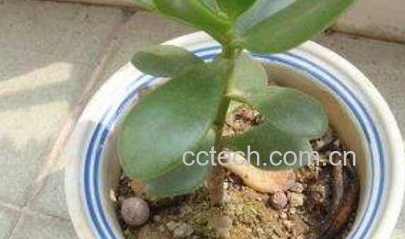  花盆里有小飞虫怎么办 快速除花土小飞虫方法-0