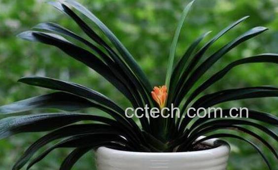 君子兰怎么种植 君子兰种子种植方法-0