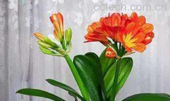 君子兰怎么种植 君子兰种子种植方法-1