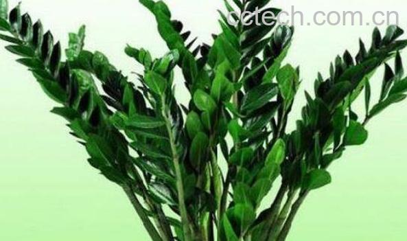 金钱树的养殖方法 养殖金钱树的注意事项-0