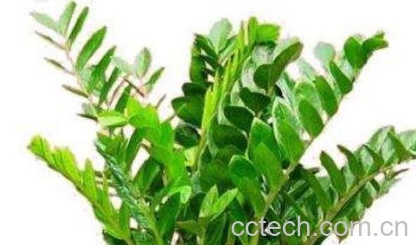 金钱树的养殖方法 养殖金钱树的注意事项-1